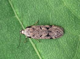 Attēlu rezultāti vaicājumam “Gelechia rhombella”