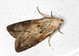 Attēlu rezultāti vaicājumam “Aphomia sociella male”