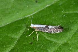Attēlu rezultāti vaicājumam “Argyresthia spinosella”