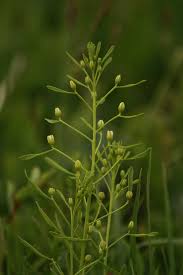 Attēlu rezultāti vaicājumam “Thesium ebracteatum”