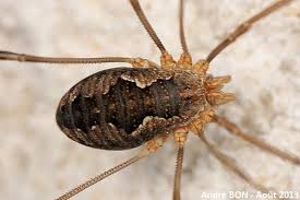 Attēlu rezultāti vaicājumam “Phalangium opilio”