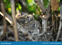 Attēlu rezultāti vaicājumam “Erithacus rubecula nest”