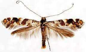 Attēlu rezultāti vaicājumam “Gracillaria syringella”