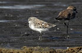 Attēlu rezultāti vaicājumam “Calidris falcinellus”
