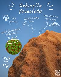 Attēlu rezultāti vaicājumam “Calypogeia azurea cells”