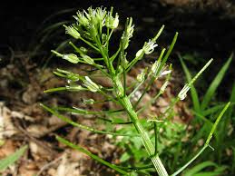 Attēlu rezultāti vaicājumam “Cardamine impatiens”