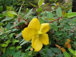 Attēlu rezultāti vaicājumam “Hypericum perforatum”