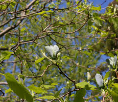 Attēlu rezultāti vaicājumam “Magnolia acuminata leaf”
