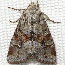 Attēlu rezultāti vaicājumam “Apamea sordens”