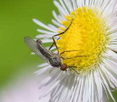 Attēlu rezultāti vaicājumam “Empis sp.”