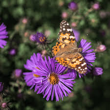 Attēlu rezultāti vaicājumam “Symphyotrichum novae-angliae flower”