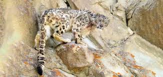 Image result for kernel panic snow leopard