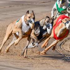 Image result for Reading Greyhound Track
