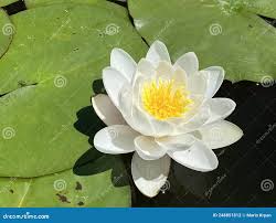 Attēlu rezultāti vaicājumam “Nymphaea candida”