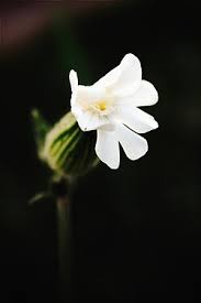 Attēlu rezultāti vaicājumam “Silene latifolia subsp. alba flower”