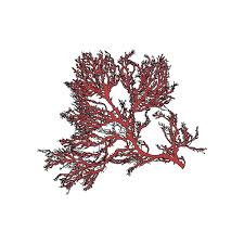 Attēlu rezultāti vaicājumam “Rhodophyta”