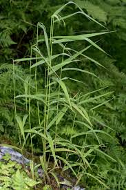 Attēlu rezultāti vaicājumam “Cinna latifolia”