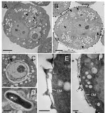 Attēlu rezultāti vaicājumam “Trichia alpina sessile”