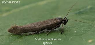 Attēlu rezultāti vaicājumam “Scythrididae”