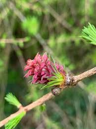 Attēlu rezultāti vaicājumam “Larix kaempferi female flower”