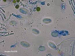 Attēlu rezultāti vaicājumam “Hypotrachyna sp.”