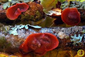 Attēlu rezultāti vaicājumam “Cytidia salicina”