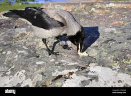 Attēlu rezultāti vaicājumam “Corvus cornix juvenile”