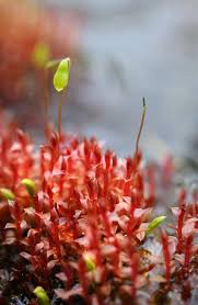 Attēlu rezultāti vaicājumam “Bryum weigelii”