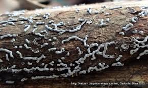 Attēlu rezultāti vaicājumam “Physaraceae”