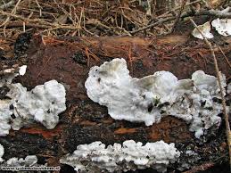 Attēlu rezultāti vaicājumam “Skeletocutis carneogrisea”