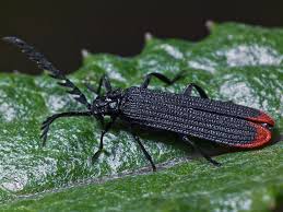 Attēlu rezultāti vaicājumam “Lycidae”