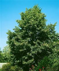 Attēlu rezultāti vaicājumam “Tilia x vulgaris”