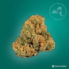 Image result for biojack tehron