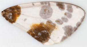 Attēlu rezultāti vaicājumam “Abraxas sylvata”