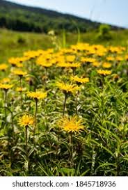 Image result for Inula hirta