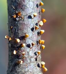 Attēlu rezultāti vaicājumam “Craterium minutum young”