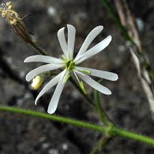 Attēlu rezultāti vaicājumam “Silene nutans flower”