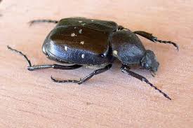 Attēlu rezultāti vaicājumam “Gnorimus variabilis”