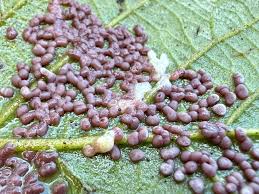 Attēlu rezultāti vaicājumam “Diderma sp.”