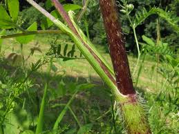 Attēlu rezultāti vaicājumam “Chaerophyllum aromaticum”