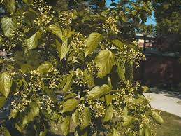 Attēlu rezultāti vaicājumam “Acer tataricum bud”