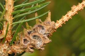 Attēlu rezultāti vaicājumam “Sacchiphantes abietis”