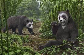 Image result for pandas