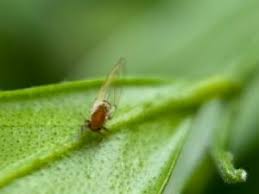 Attēlu rezultāti vaicājumam “Trioza dispar”