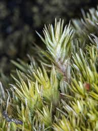 Attēlu rezultāti vaicājumam “Leucobryum juniperoideum”