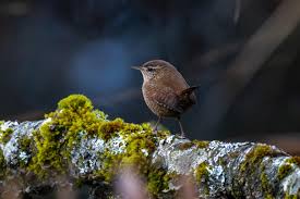Attēlu rezultāti vaicājumam “Troglodytes troglodytes”
