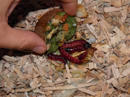 Attēlu rezultāti vaicājumam “Cossus cossus larva”