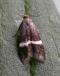 Attēlu rezultāti vaicājumam “Gelechia rhombella”