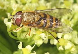 Attēlu rezultāti vaicājumam “Syrphus torvus”