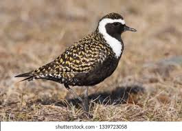 Attēlu rezultāti vaicājumam “Pluvialis apricaria adult”